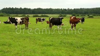 <strong>一群牛</strong>在田野的草地上吃草
